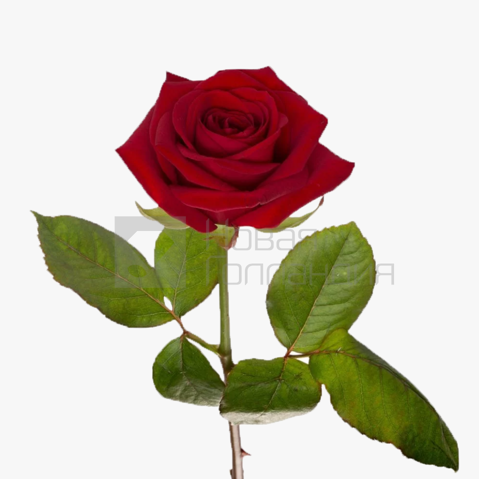 *Красная роза поштучно 60 см