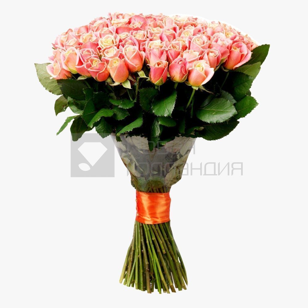 101 персиково-розовая роза 50 см Россия