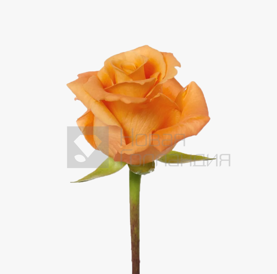 *Оранжевая роза поштучно 40 см