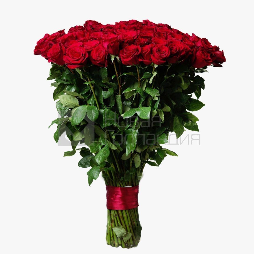 101 красная роза Премиум Эквадор 60 см.