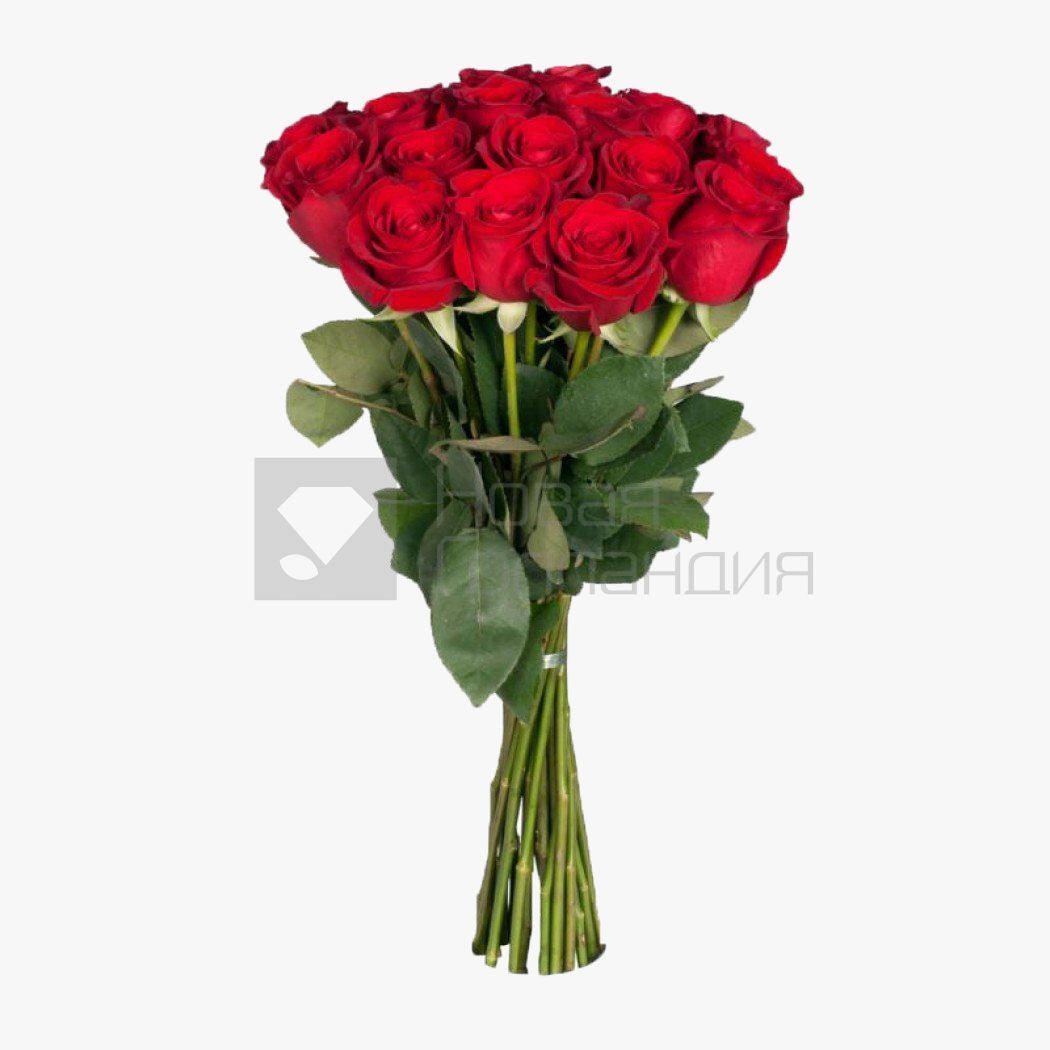 15 красных роз Премиум Эквадор 70 см.