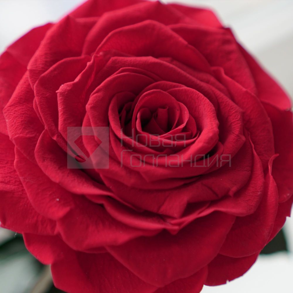 Красная роза в колбе 150х250