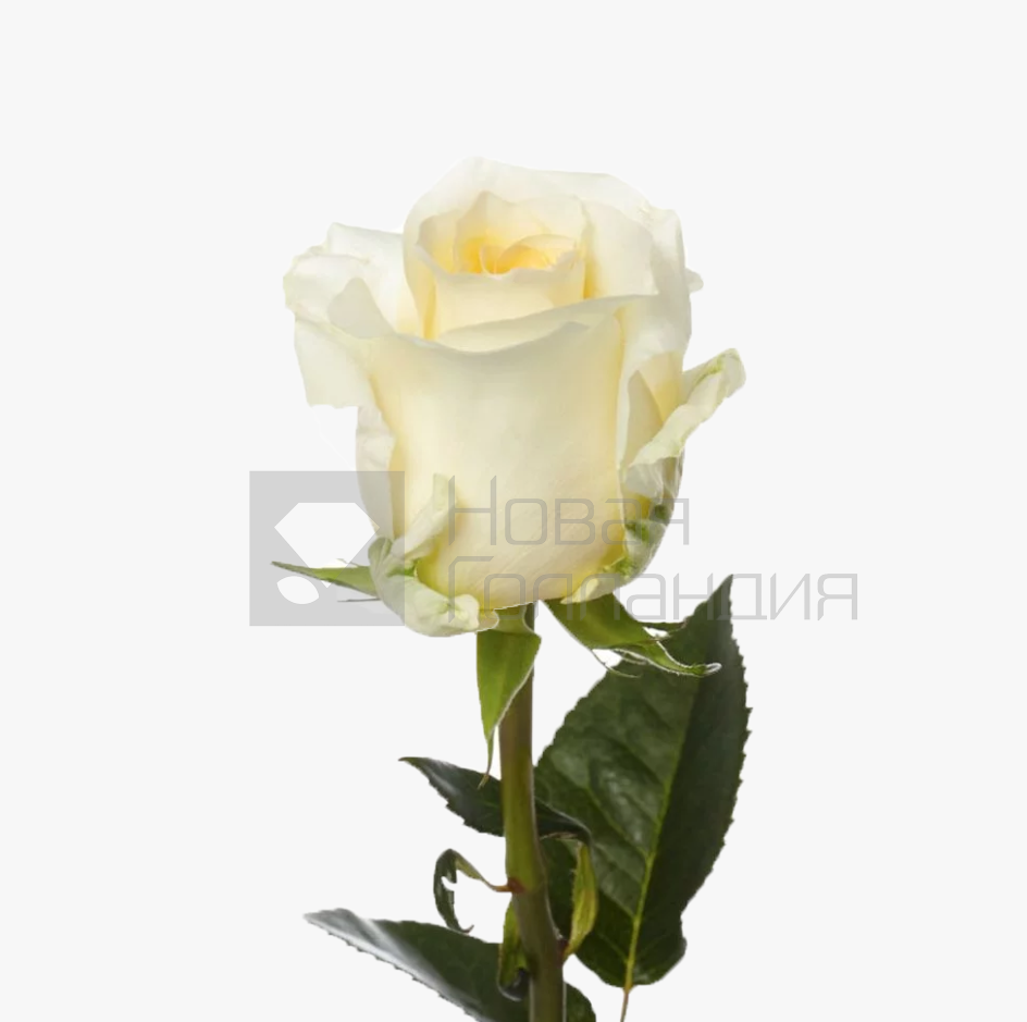 *Кремовая роза поштучно 40 см