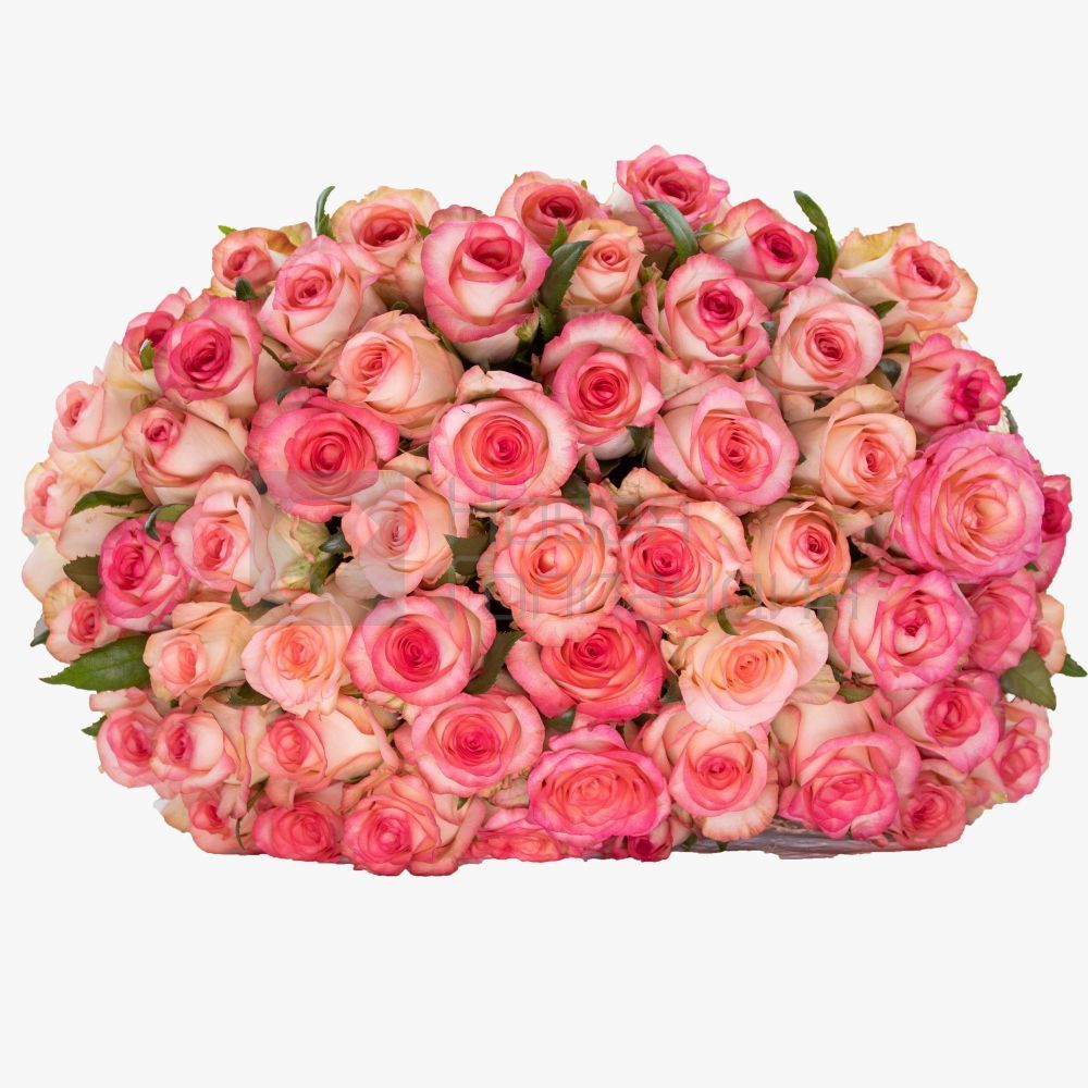Букет 55 розовых Джумелия роз 50 см.