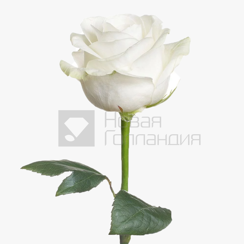 *Белая роза поштучно 50 см