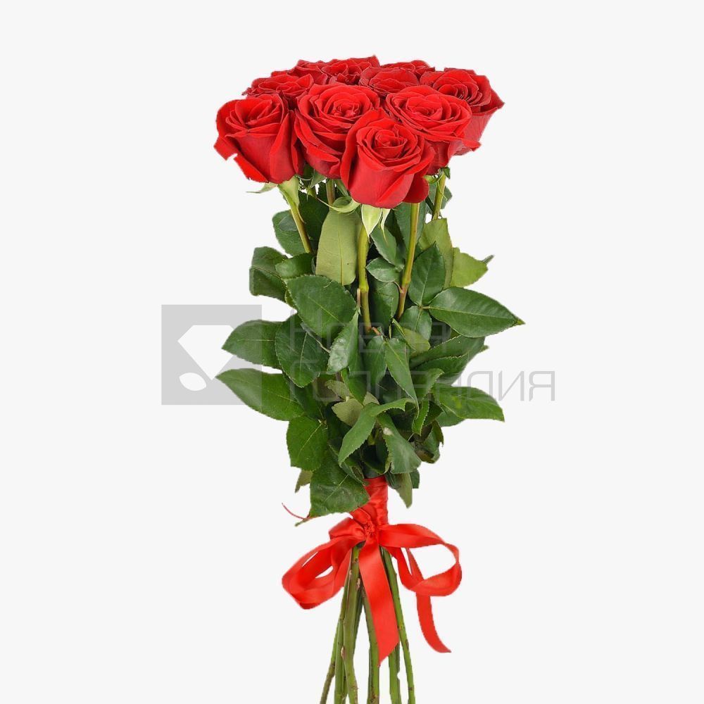 9 красных роз Премиум Эквадор 70 см.