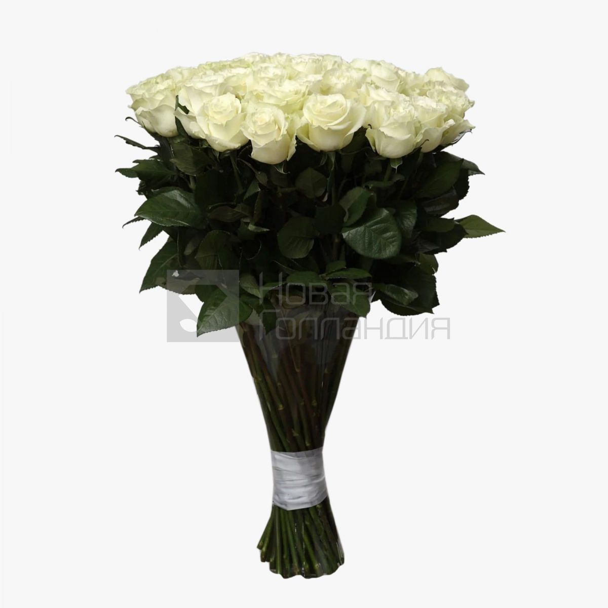 Букет 51 белая роза Премиум Эквадор 70 см.
