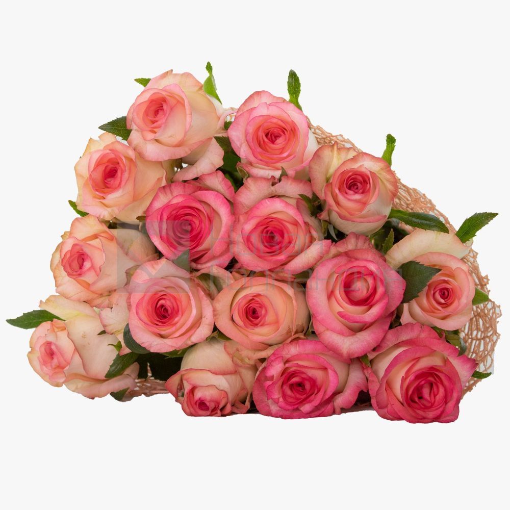 Букет 15 розовых роз с каймой  50см.