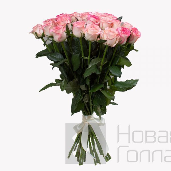 Букет 25 розовых роз с каймой 60 см