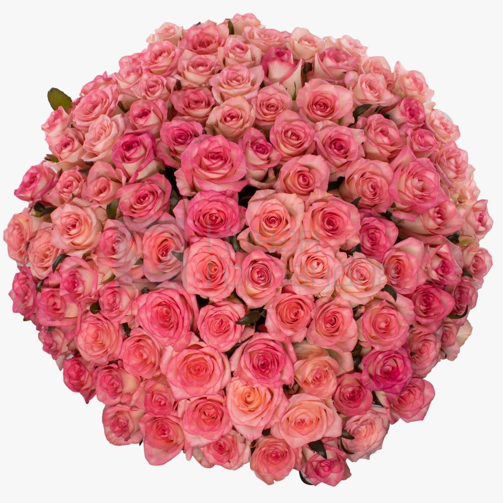 101 розовая роза в большой белой шляпной коробке №675