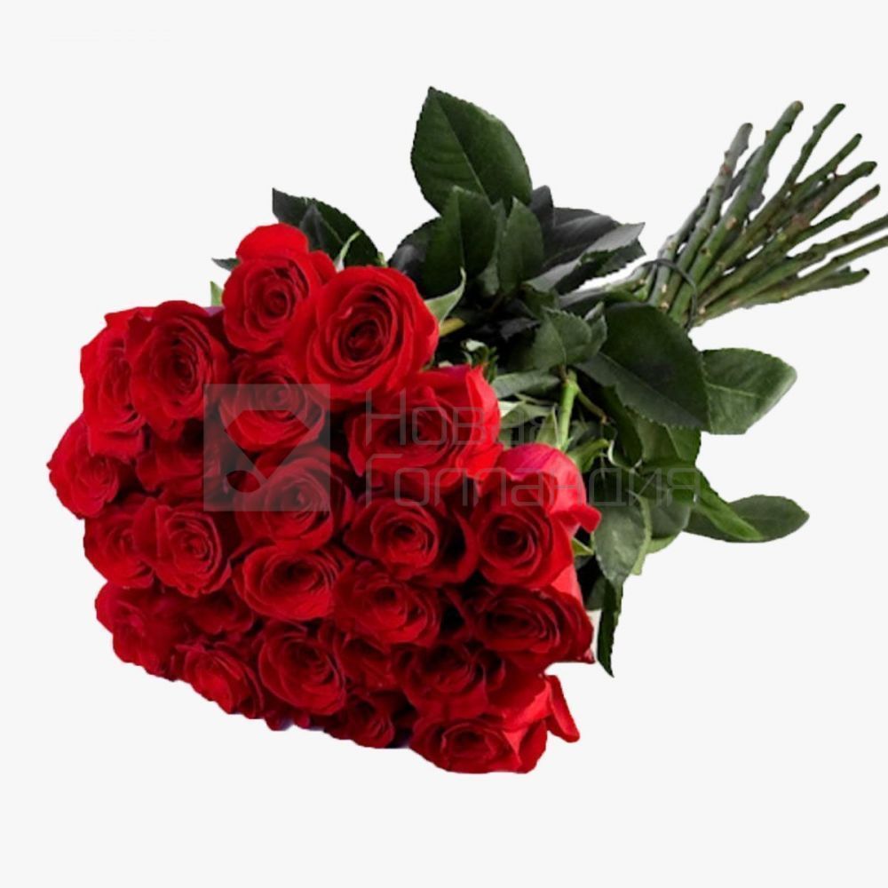 25 красных роз Премиум Эквадор 60 см.