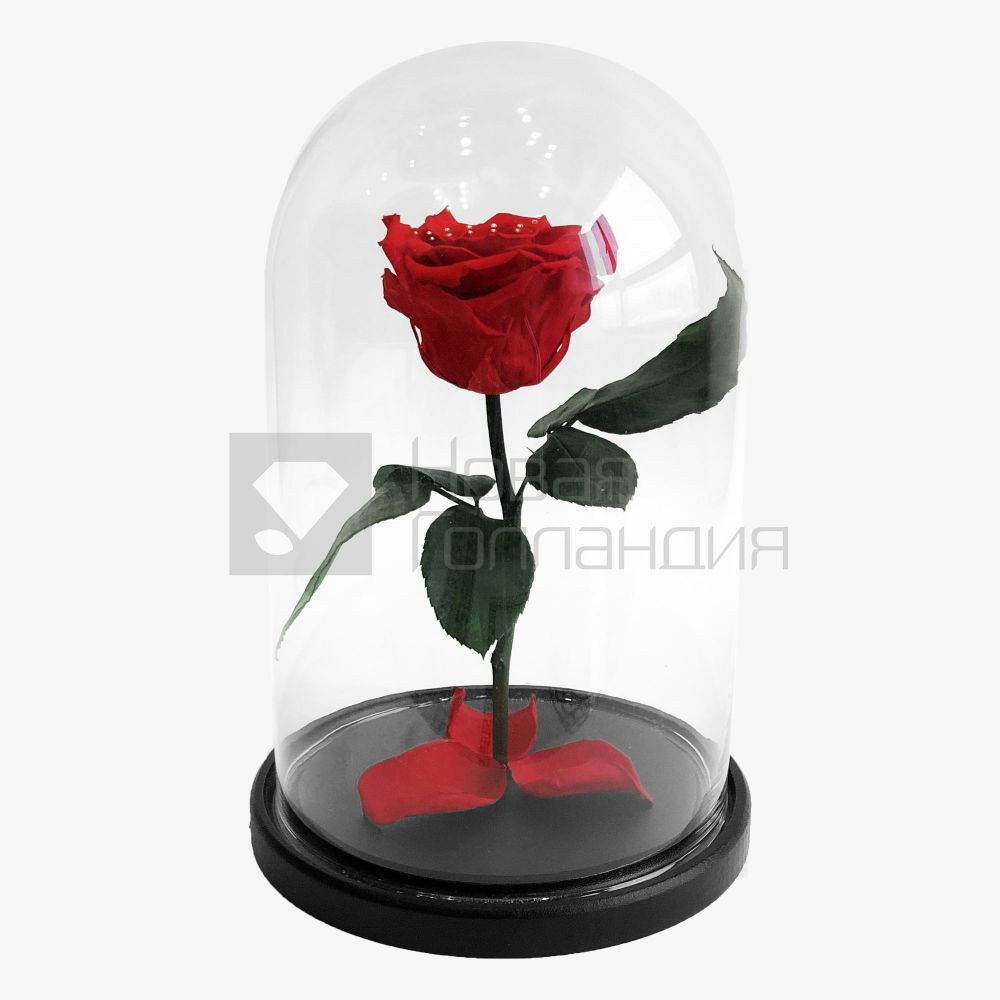 Красная роза в колбе 150х250