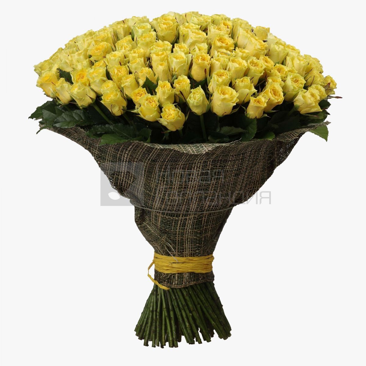 Букет из 151 желтой розы 60 см