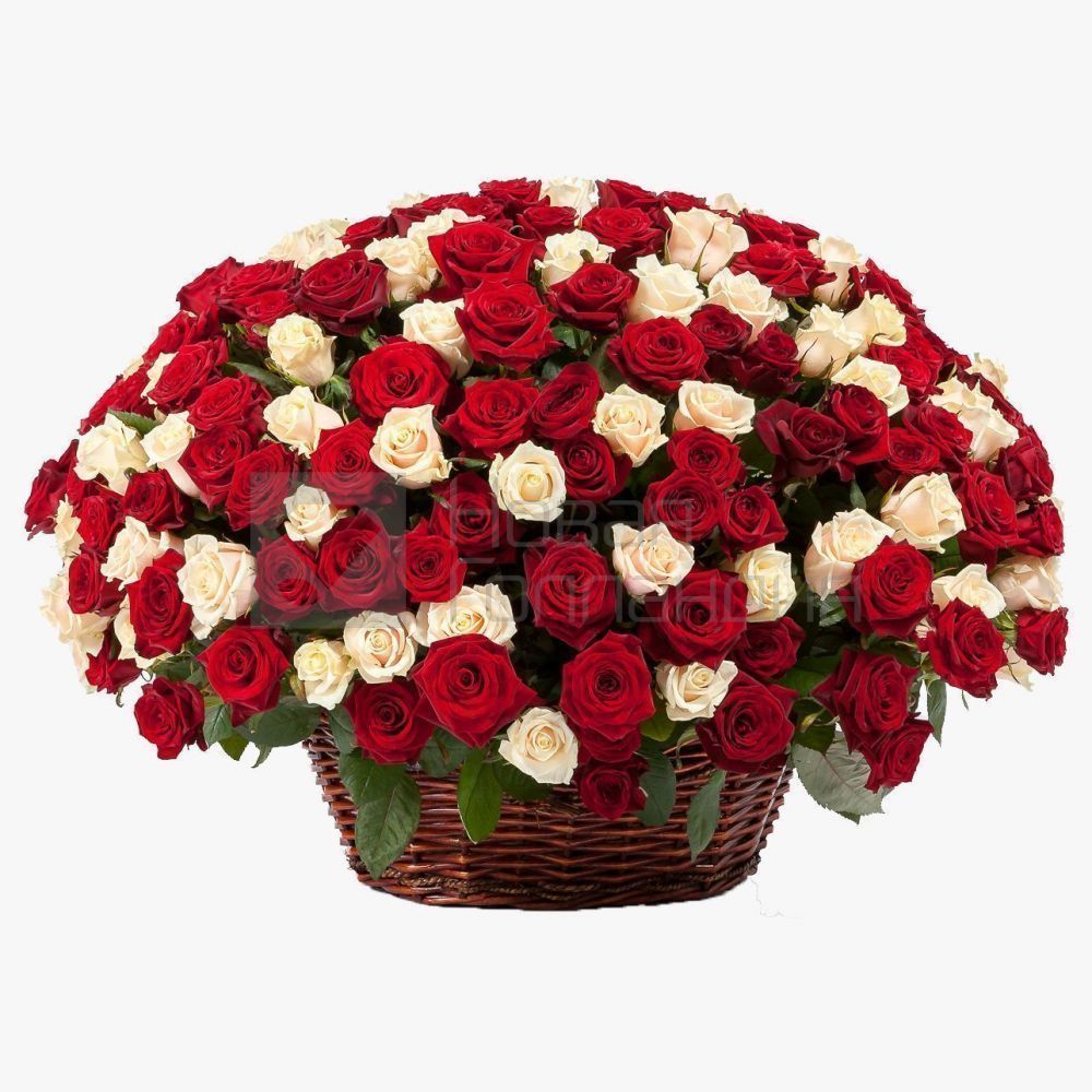 Композиция 301 красная и белая роза в корзине
