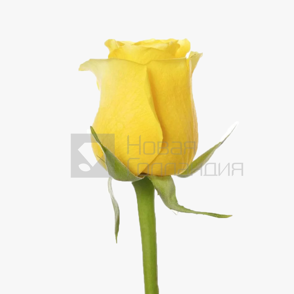 *Желтая роза поштучно 50 см