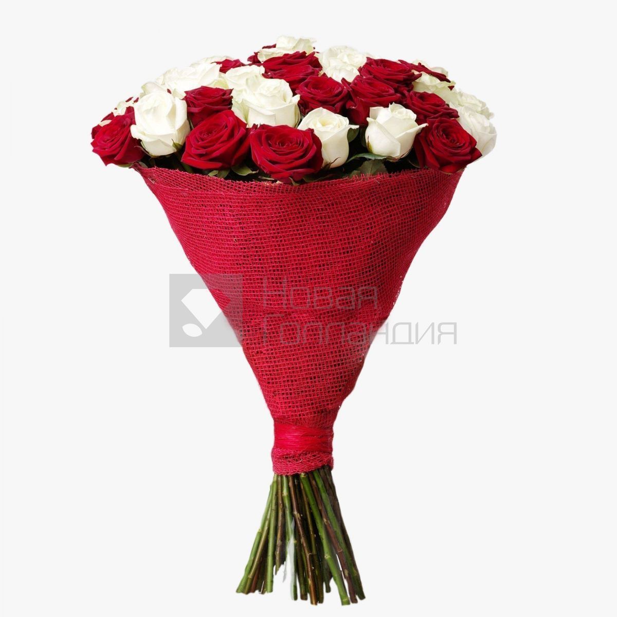 Букет 51 красная и белая роза 60 см